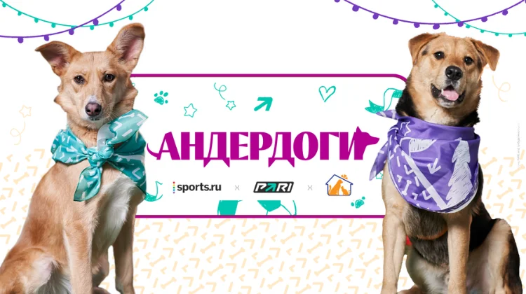 БК PARI помогла бездомным собакам и собрала для них 1 млн рублей на корм